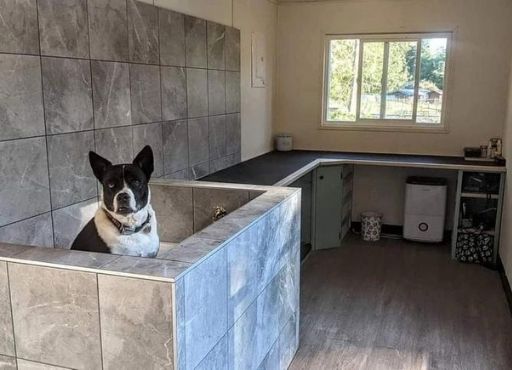 A dog grooming studio, made in a 20ft shipping container