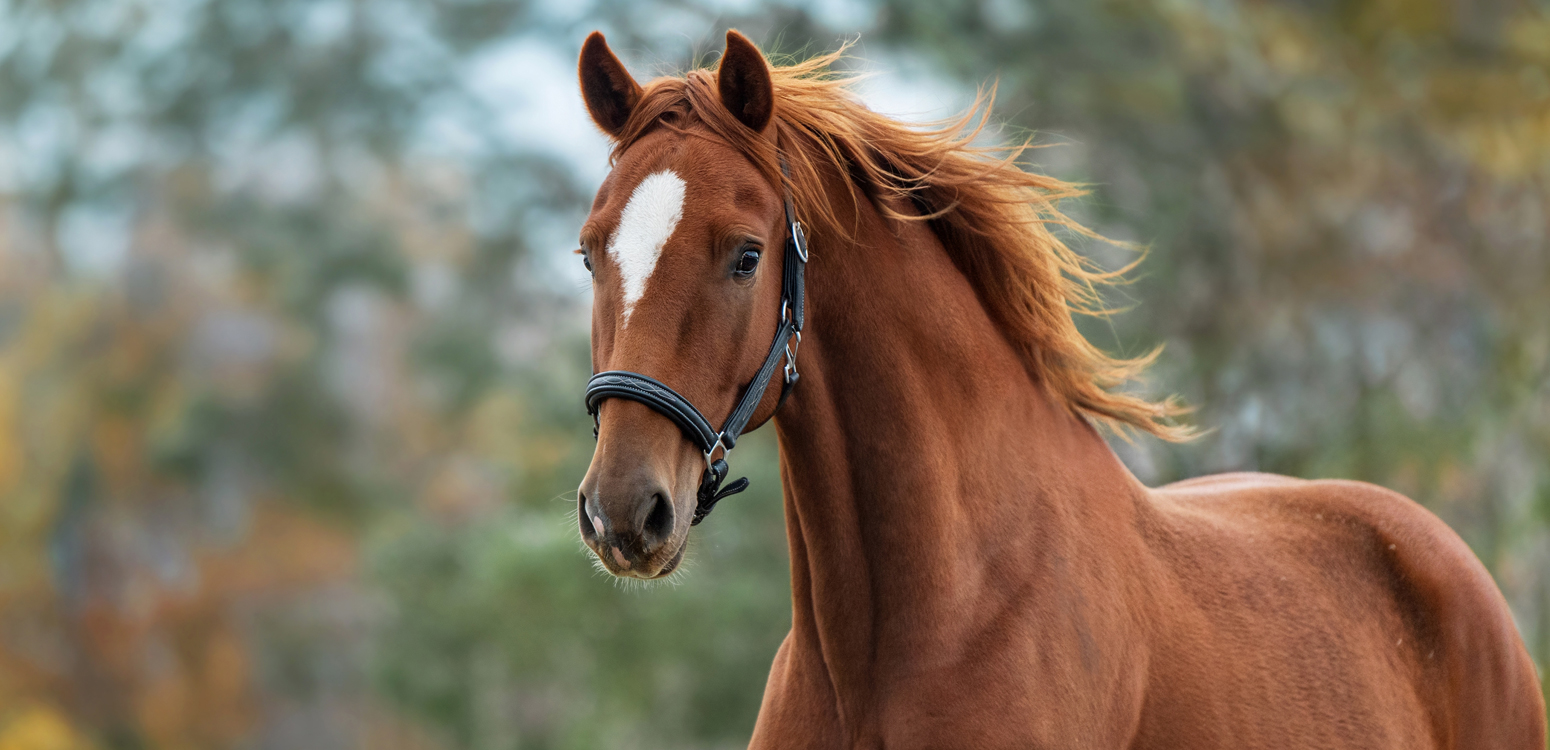 HORSING AROUND: SHIPPING CONTAINER STABLES