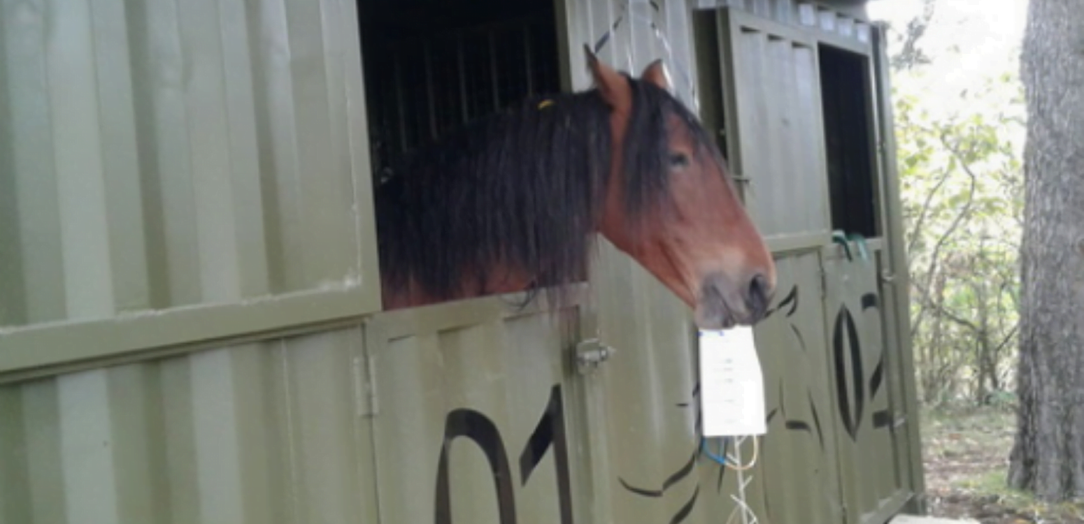 HORSING AROUND: SHIPPING CONTAINER STABLES