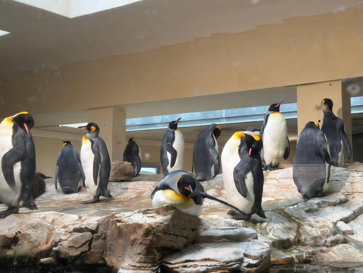 Group of penguins in a zoo enclosure, highlighting shipping containers for zoos and World Animal Day awareness.