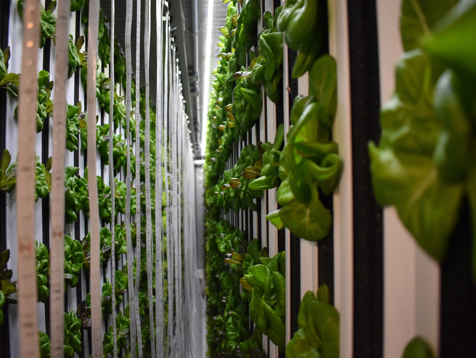 modular container solutions: Interior view of a container-based vertical farming system with rows of leafy green plants growing on stacked racks under controlled lighting.
