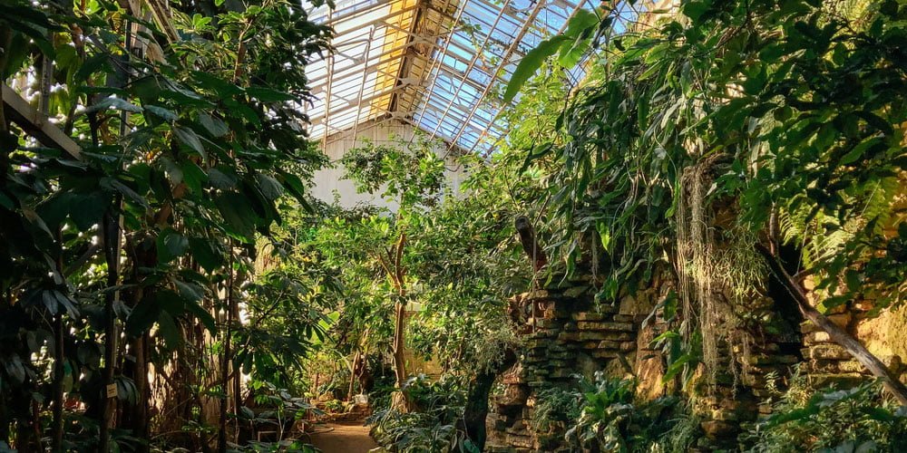 A greenhouse with tropical plants